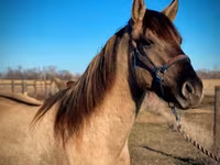 Pastuv, Rocky Mountain Horse — fotografija 8