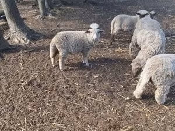 Bélier, Moutons