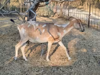 Cabra, Nubian Goat — foto 4