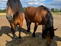 Égua, Cavalos — foto 2