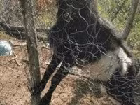 تيس, Pomellata goat — الصورة 3