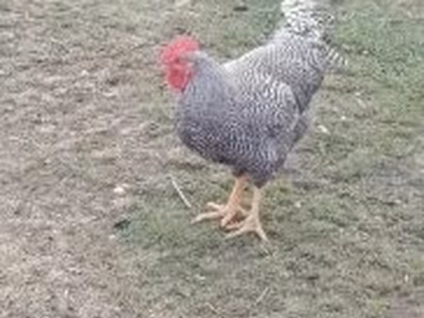 Chickens — Венгрия
