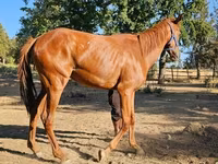 Mare, Arabian horse — photo 1