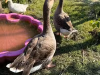 Geese — الصورة 4