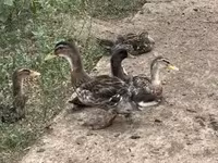 Ducks — foto 2