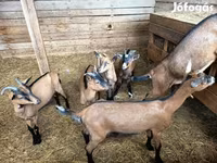 Cabro, Alpine goat — foto 3