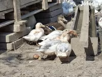 Ducks — 照片 2
