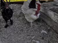 Chickens — zdjęcie 1