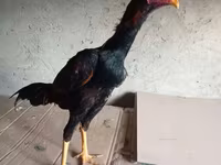 Chickens — fotografija 7