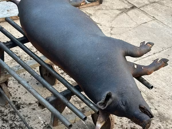 Knur, Świnie