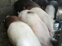 Säue, Schweine — Foto 1