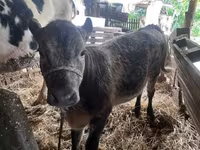 Bulle, Simmental cattle — Foto 5