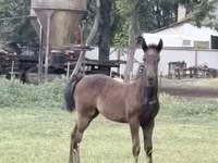 Kobila, Lipizzaner — fotografija 1
