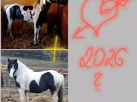 घोड़ा, Gypsy horse — फ़ोटो 5