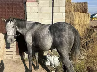 Айғыр, Orlov Trotter — 3-сурет