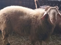 Widder, Assaf sheep — Foto 1