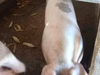 母猪, Pigs — 照片 2