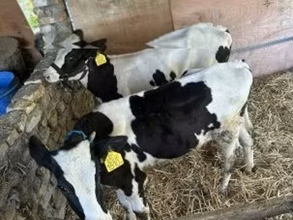 Buqa, Russian Black pied cattle — Vengriya