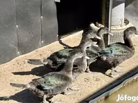 Ducks — الصورة 2