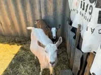 Cabra, Cabras — foto 4