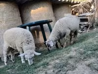雄羊, White Suffolk sheep — 写真 5