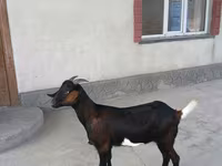 Koza, Nubian Goat — fotografija 5