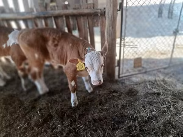 सांड, Simmental cattle