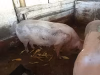 Locha, Świnie — zdjęcie 6
