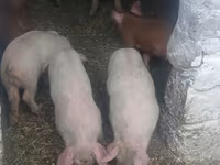 Knur, Świnie — zdjęcie 2