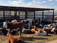 Bulle, Simmental cattle — Foto 3