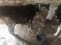 Cow, Cattle — photo 2