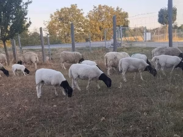 Qoʻchqor, Dorper sheep