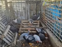 Guinea fowl — fotografija 1