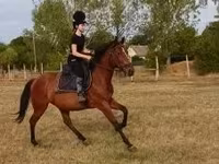 Caballo, Caballos — foto 2