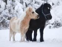 Pastuv, American shetland pony — fotografija 5