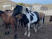 Pastuv, Mugalzhar horse — fotografija 3