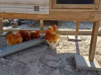 Bantam de Pequim — foto 3