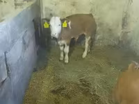 Бик, Simmental cattle — фото 3