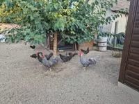 Chickens — zdjęcie 3