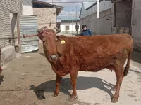 Krowa, Bydło — zdjęcie 3