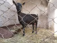 Koza, Murcia-Granada goats — zdjęcie 5