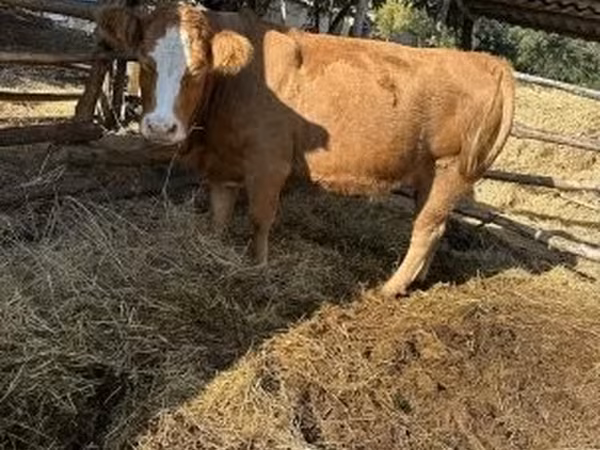 İnək, Simmental cattle — Macarıstan