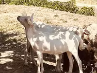Kozioł, Alpine goat — zdjęcie 3