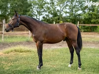 Caballo, Caballos — foto 4