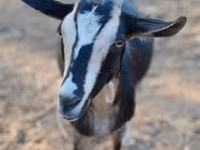 Коза, Toggenburg goat — фото 2