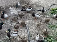 Ducks — fotografija 1