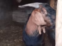公山羊, Nubian Goat — 照片 5