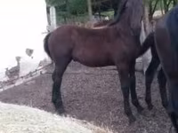 Hengst, Nonius horse — Foto 2