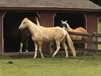 Pastuv, Racking Horse — fotografija 2