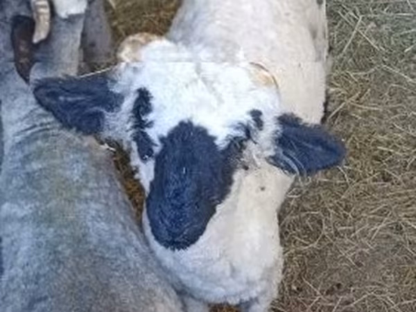 雄羊, Valais Blacknose sheep